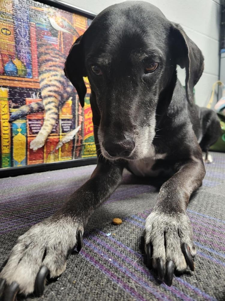 Sly, a Adoptable Labrador Retriever in Wellington, KS image 3/6