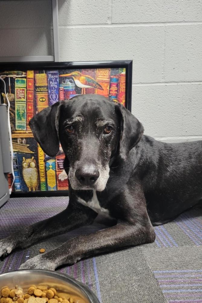 Sly, a Adoptable Labrador Retriever in Wellington, KS image 4/6