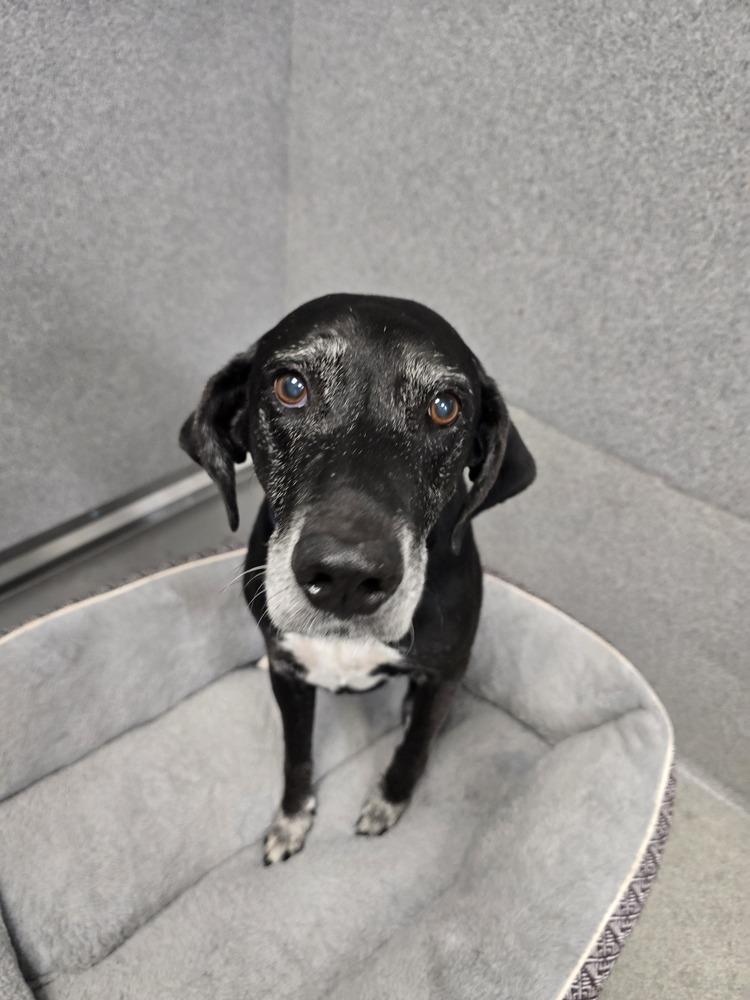 Sly, a Adoptable Labrador Retriever in Wellington, KS image 5/6