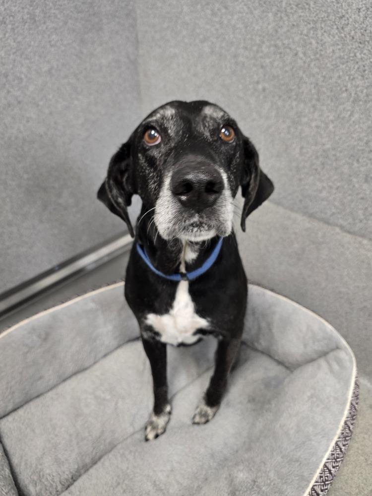 Sly, a Adoptable Labrador Retriever in Wellington, KS image 6/6