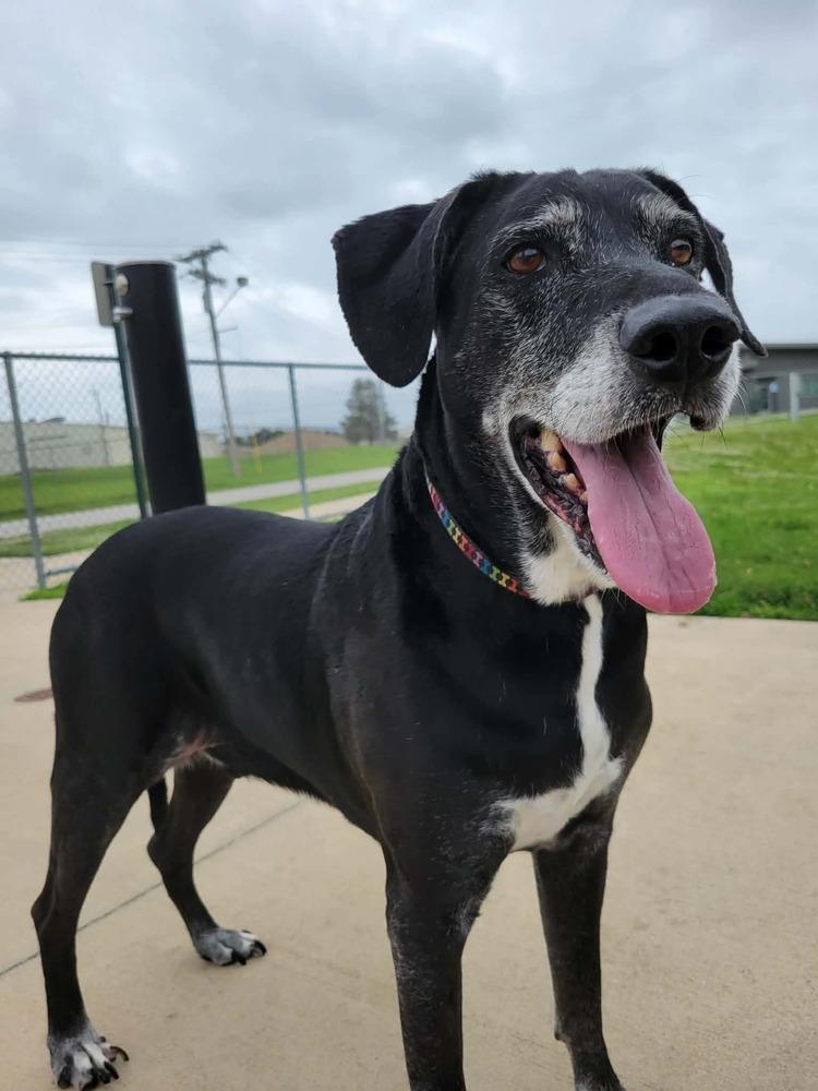Enlarge Sly, a Adoptable Labrador Retriever in Wellington, KS image 6/6