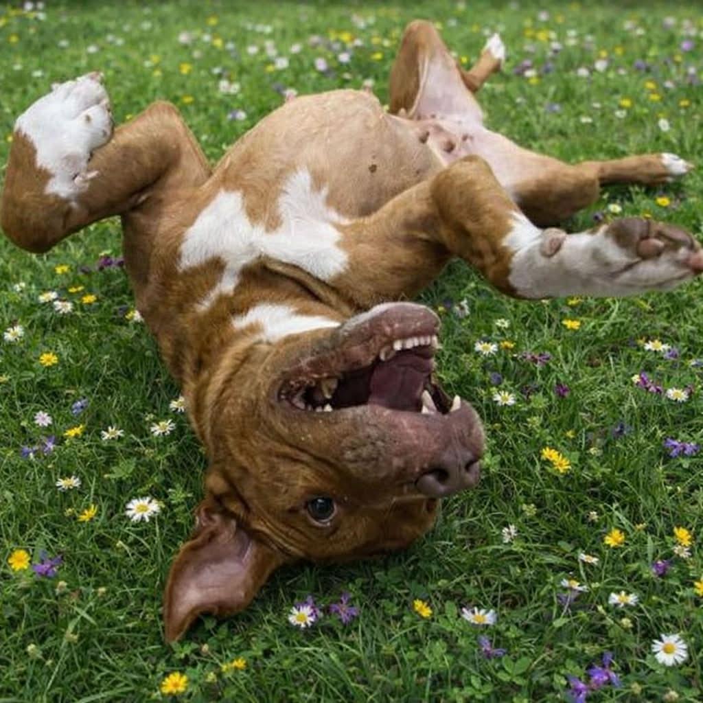 Penelope — thumbnail 4