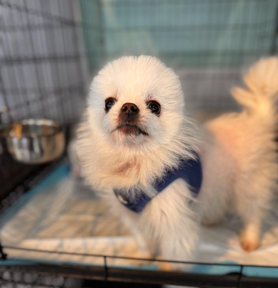 Mochi