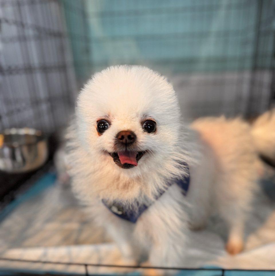 Mochi