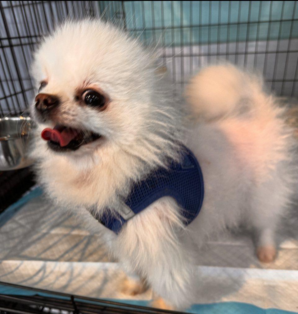 Mochi