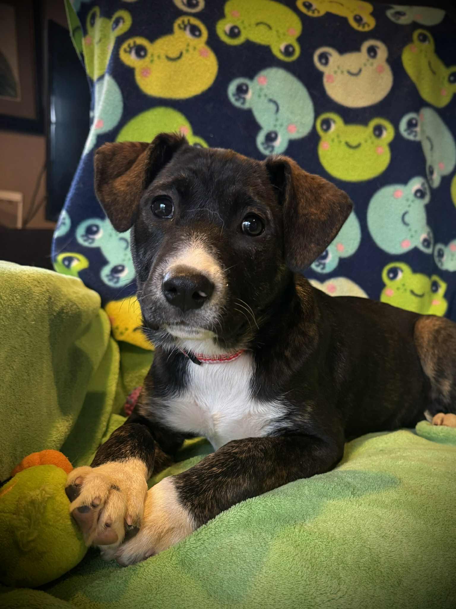 Enlarge Limosa, a Adoptable Mixed Breed in Jarrettsville, MD image 2/2