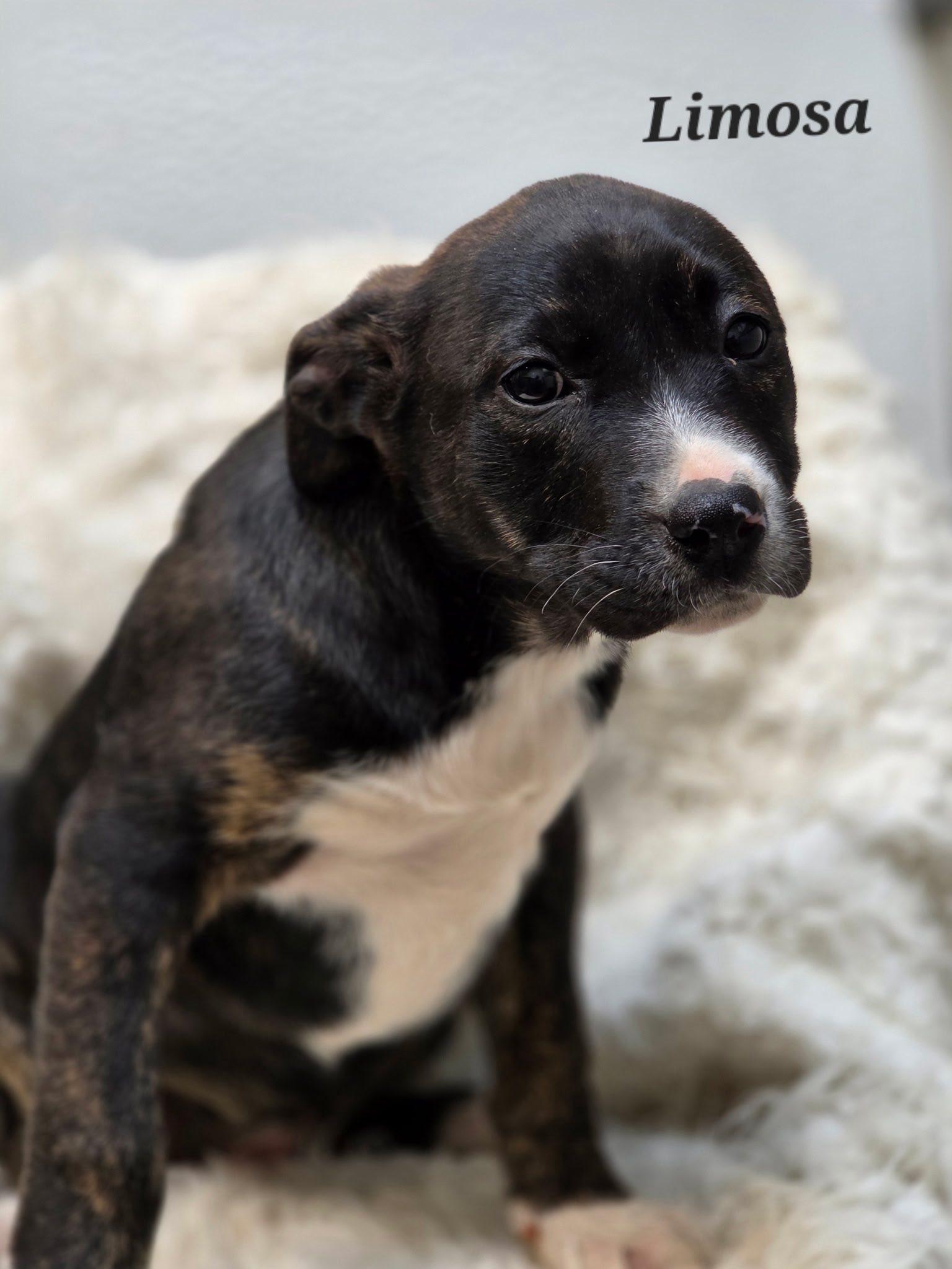 Limosa, Adoptable, Puppy Female Mixed Breed.