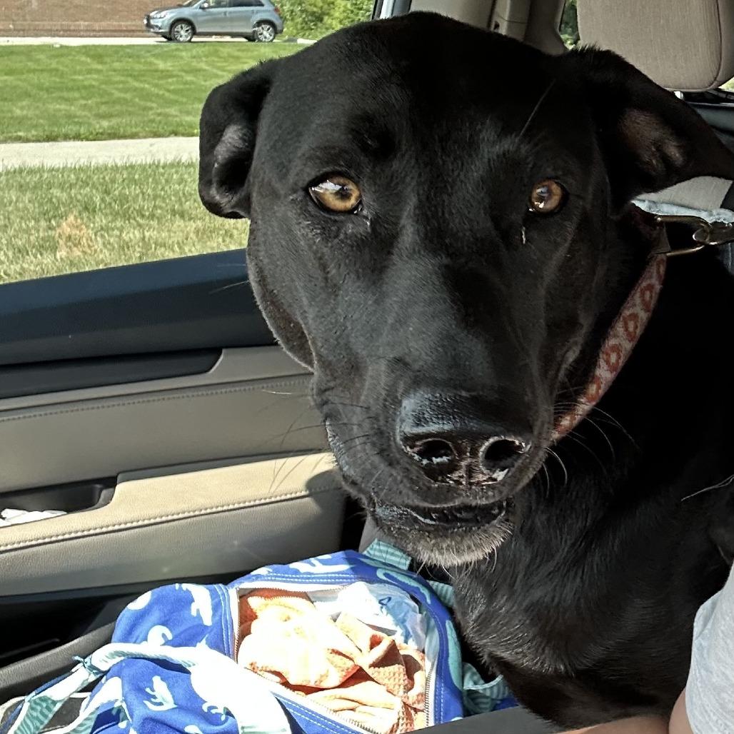 Nala - Home to Home, a Adoptable mixed breed in South Elgin, IL image 1/3