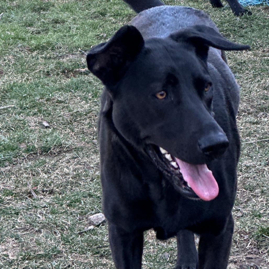 Nala - Home to Home, a Adoptable mixed breed in South Elgin, IL image 2/3