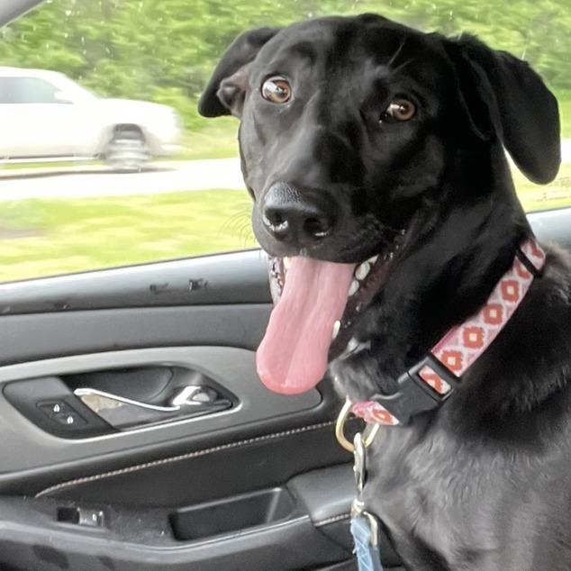 Nala - Home to Home, a Adoptable mixed breed in South Elgin, IL image 3/3