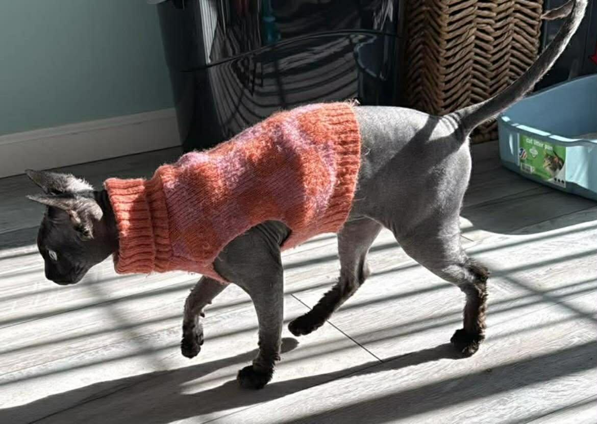 Enlarge Charlotte , a ADOPTABLE Sphynx / Hairless Cat in Woodmere, NY image 4/4