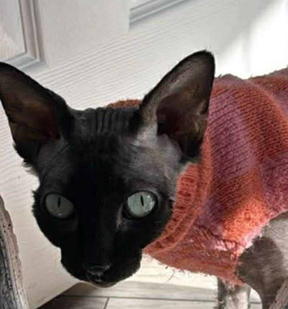 Enlarge Charlotte , a ADOPTABLE Sphynx / Hairless Cat in Woodmere, NY image 3/4