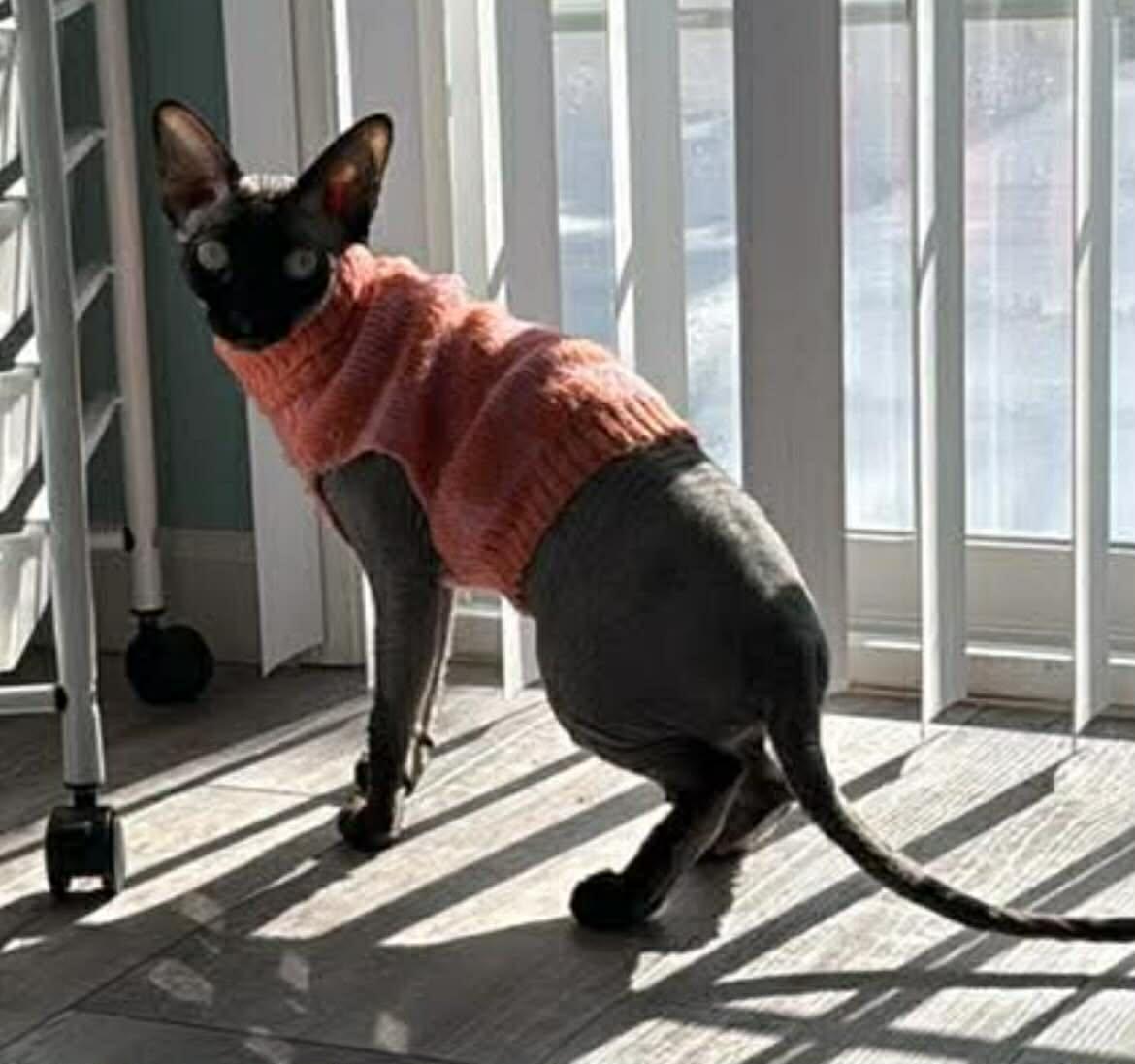 Enlarge Charlotte , a ADOPTABLE Sphynx / Hairless Cat in Woodmere, NY image 2/4