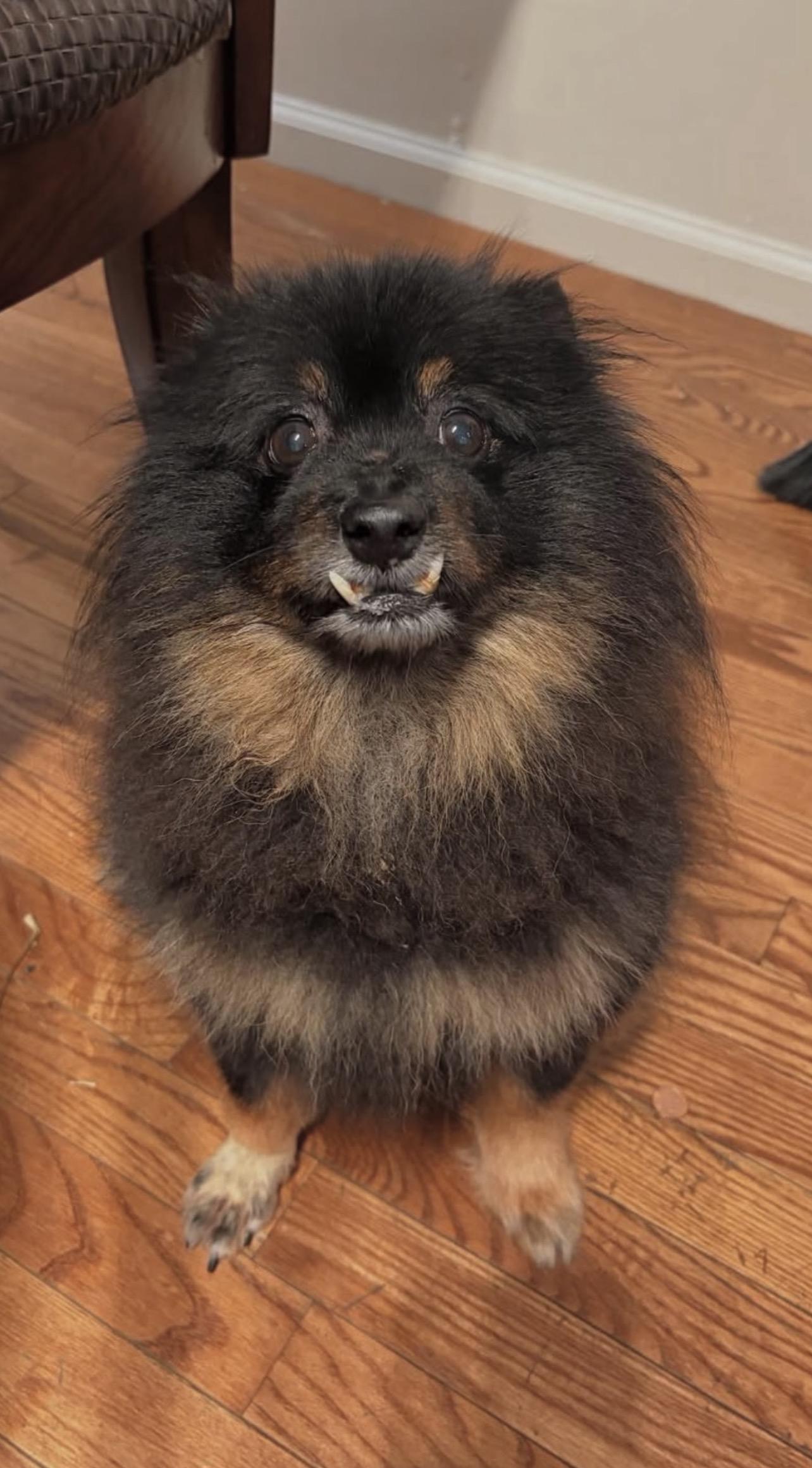 Louie, ADOPTABLE, Senior Male Pomeranian.