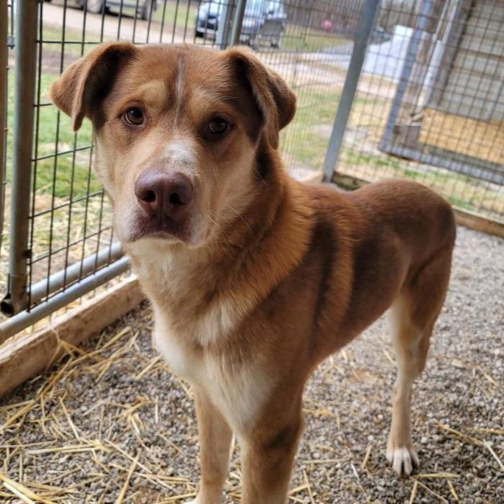 Enlarge Smoky Linx (Paladin), a Adoptable mixed breed in Washburn, MO image 1/1