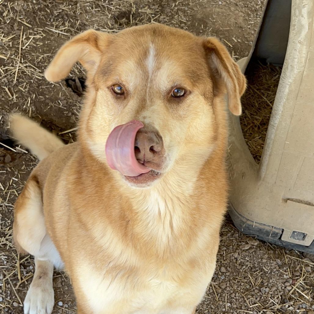 Enlarge Smoky Linx (Paladin), a Adoptable mixed breed in Washburn, MO image 2/2