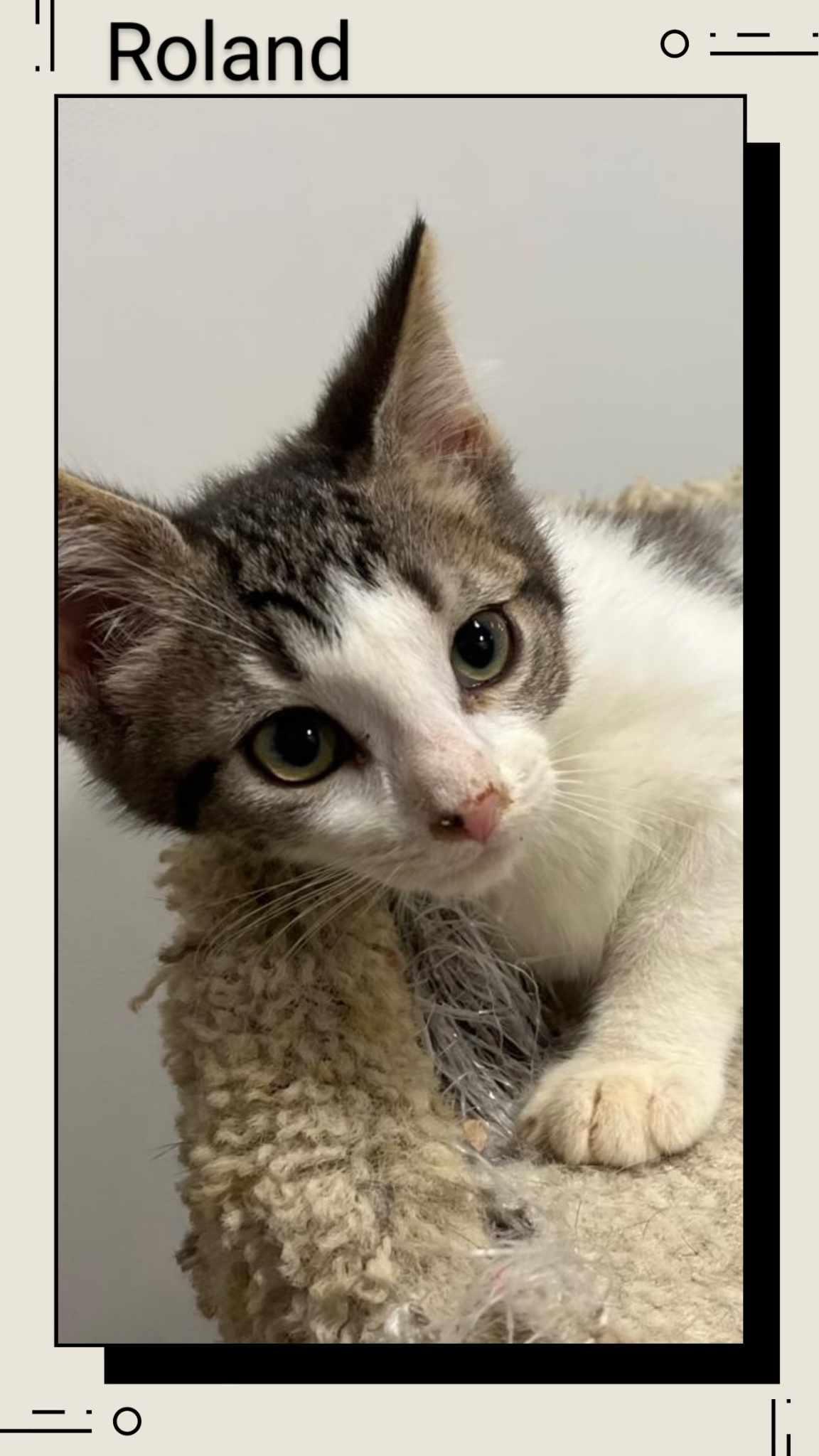 Enlarge Roland, a Adopted Domestic Short Hair in Caistor Centre, ON image 1/1