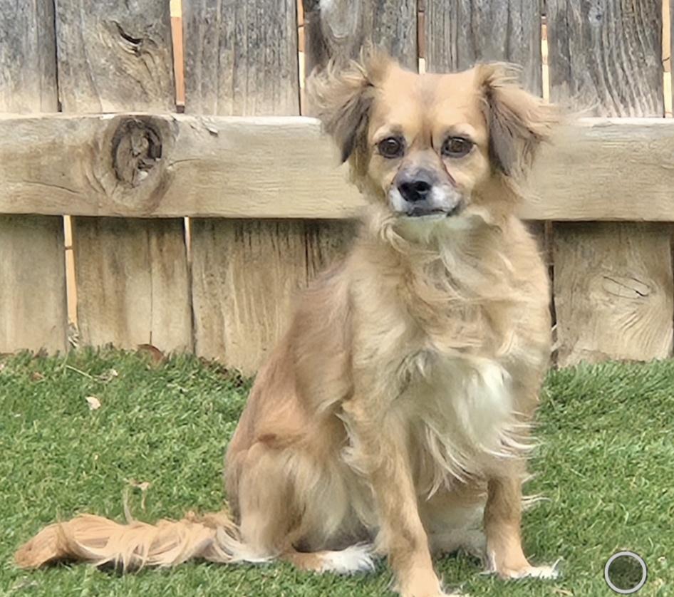 Enlarge Momma Pepper, a ADOPTABLE mixed breed in Thornton, CO image 1/2