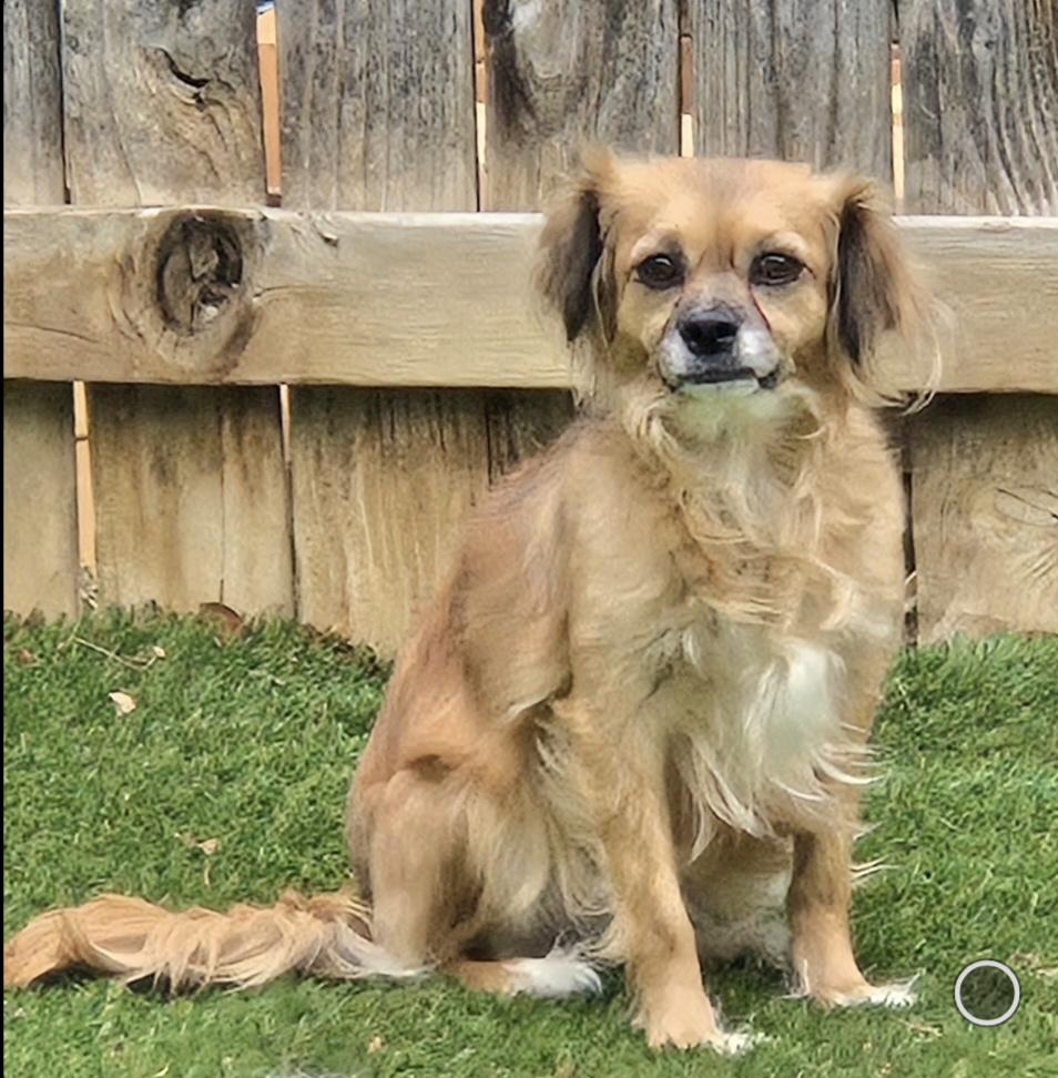 Enlarge Momma Pepper, a ADOPTABLE mixed breed in Thornton, CO image 2/2