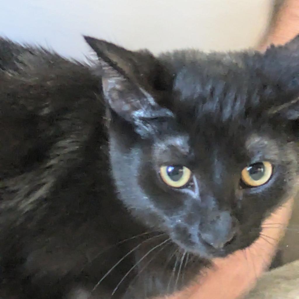 Buck Moon, Adoptable, Adult Male Domestic Short Hair.