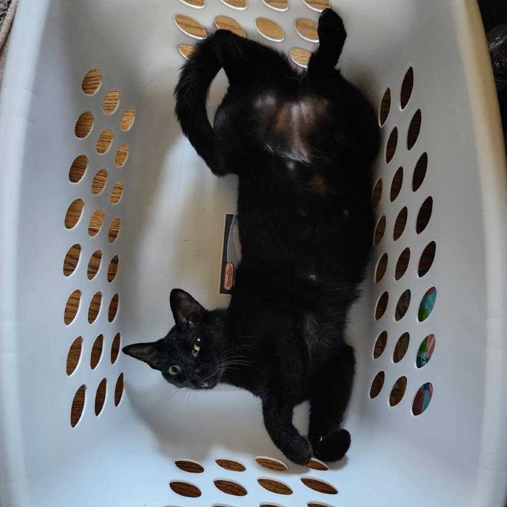 Buck Moon, a Adoptable Domestic Short Hair in Greenwood, MO image 4/6