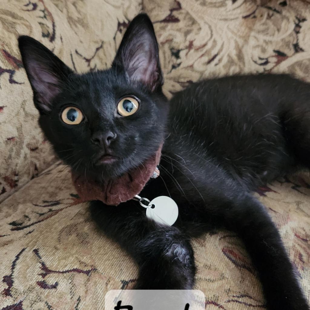 Buck Moon, a Adoptable Domestic Short Hair in Greenwood, MO image 3/6