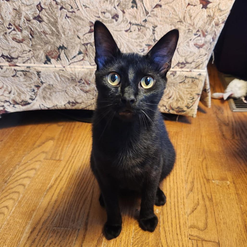 Buck Moon, a Adoptable Domestic Short Hair in Greenwood, MO image 4/6