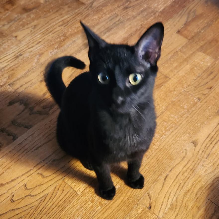 Buck Moon, a Adoptable Domestic Short Hair in Greenwood, MO image 5/6