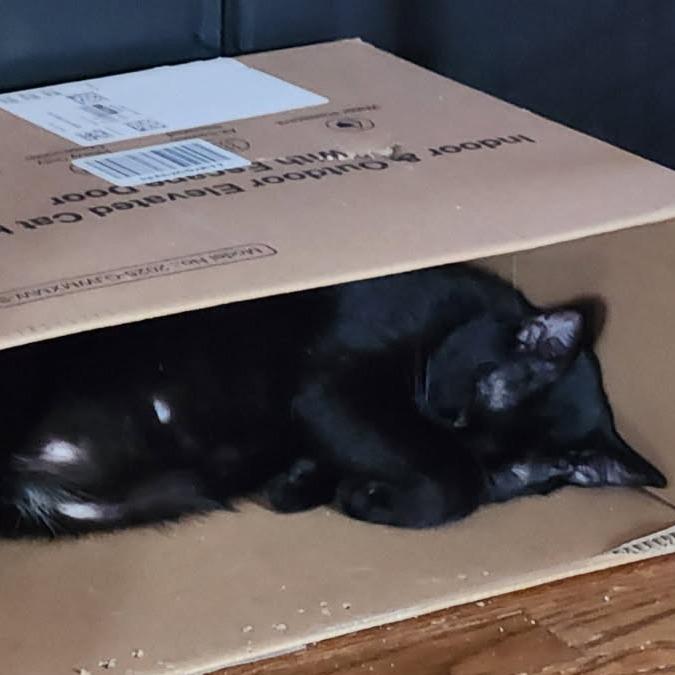 Buck Moon, a Adoptable Domestic Short Hair in Greenwood, MO image 6/6