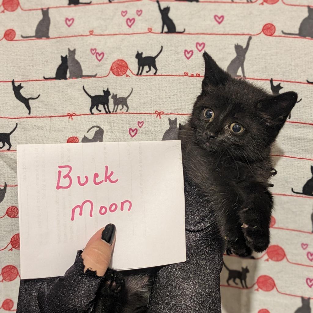 Buck Moon, a Adoptable Domestic Short Hair in Greenwood, MO image 6/6