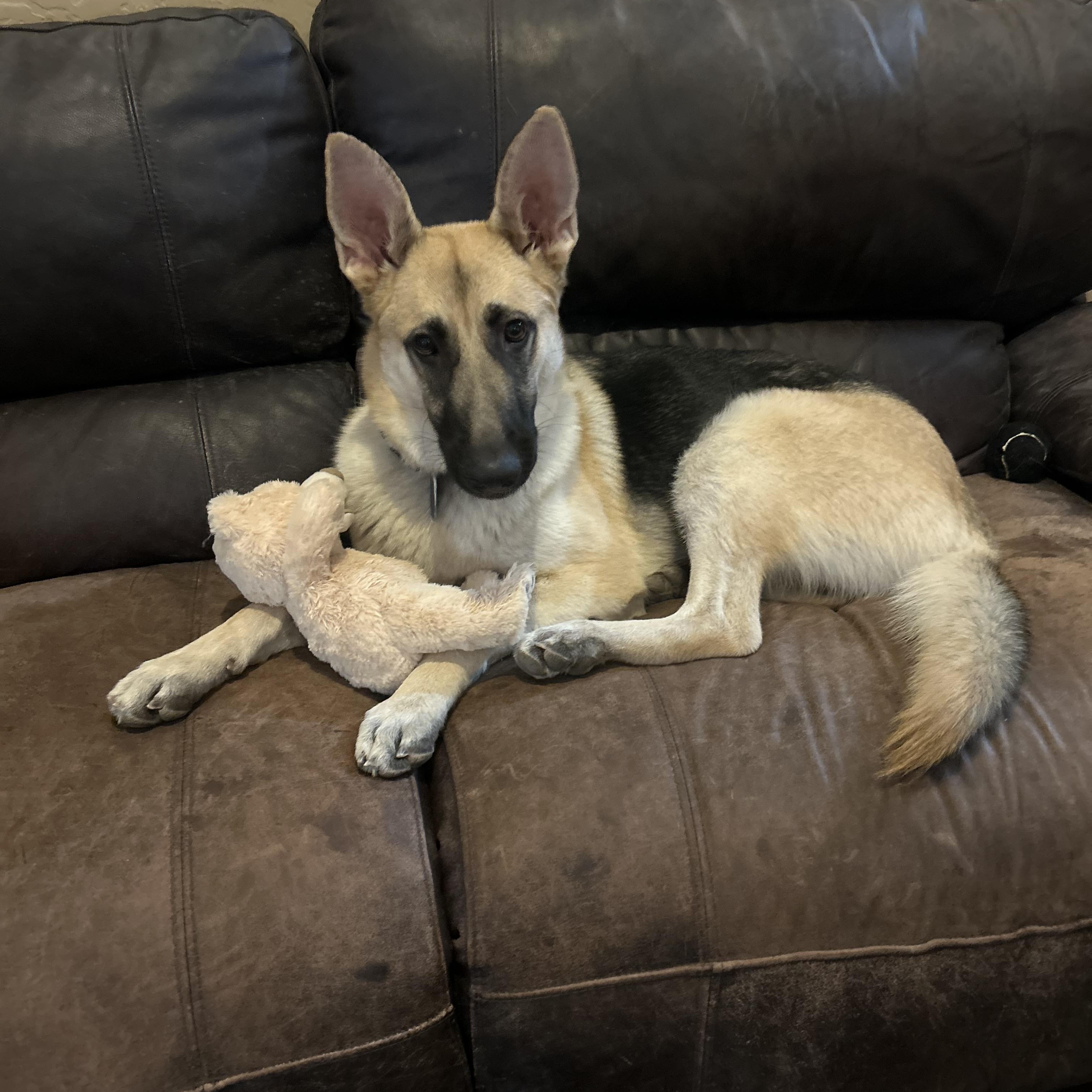 Zoe, adopted, Young Female German Shepherd Dog.