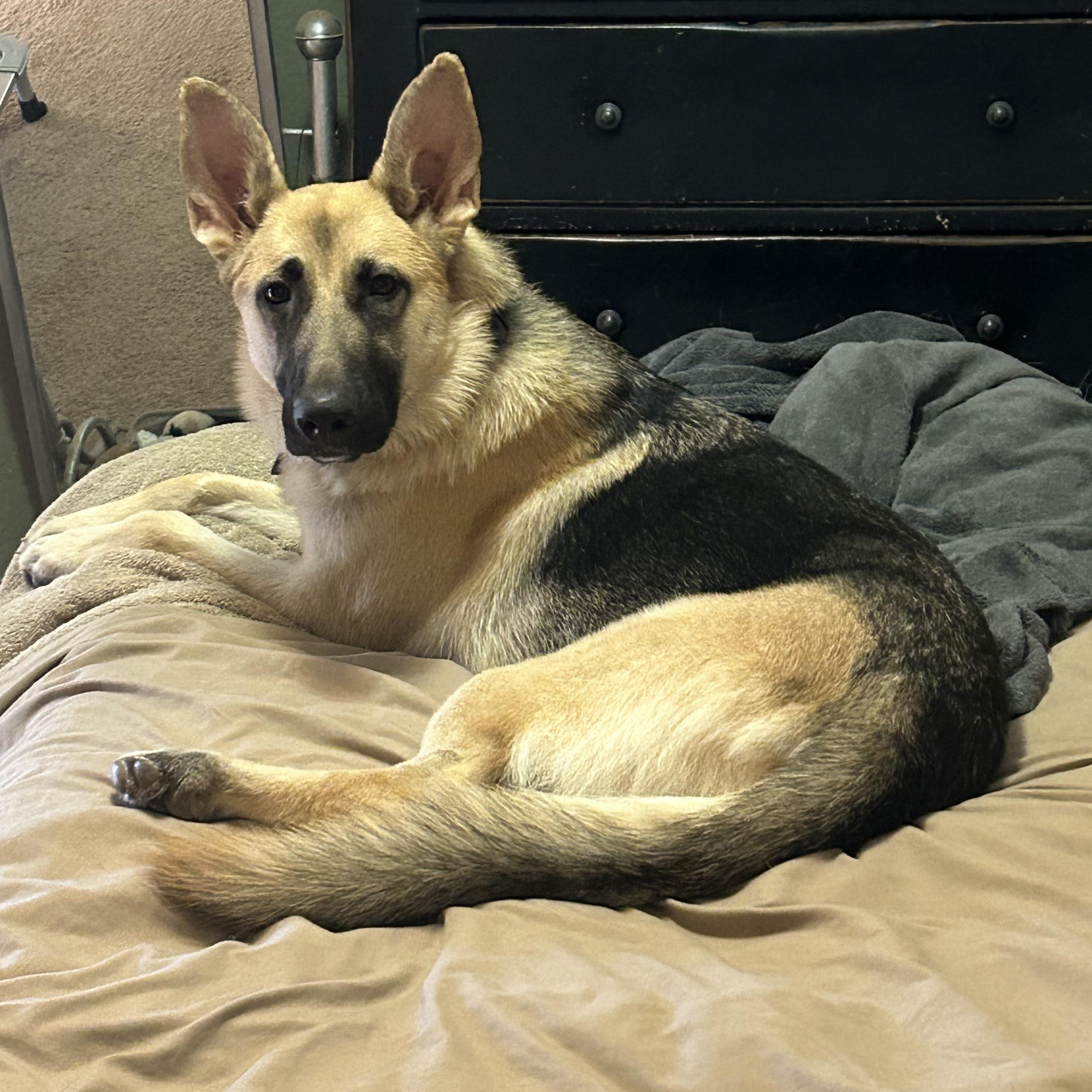 Enlarge Zoe, an adopted German Shepherd Dog in Gilbert, AZ image 4/6