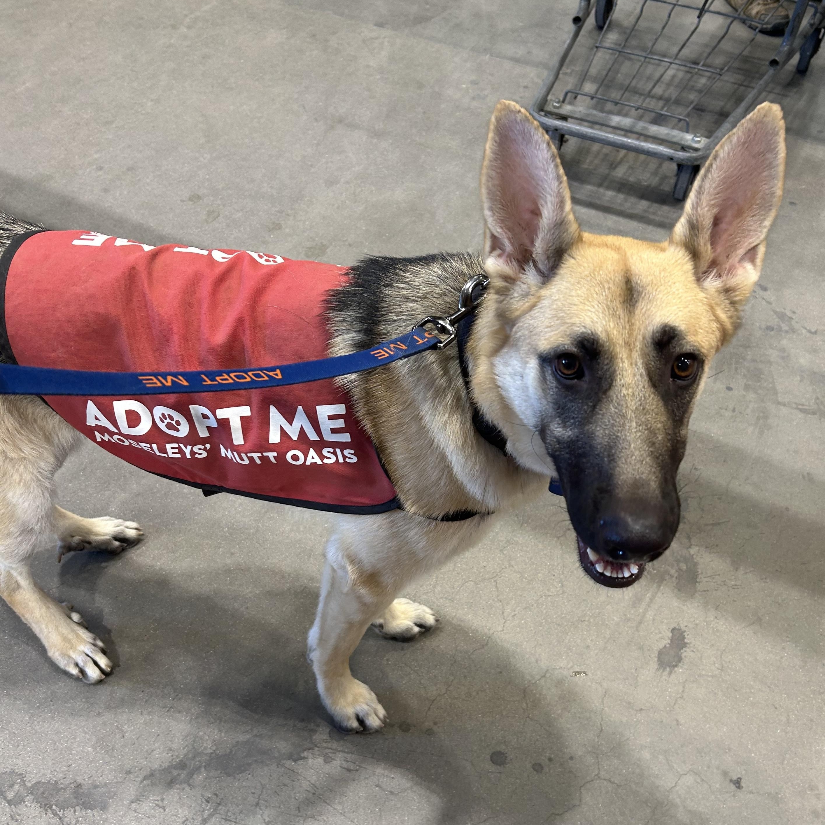 Enlarge Zoe, an adopted German Shepherd Dog in Gilbert, AZ image 6/6