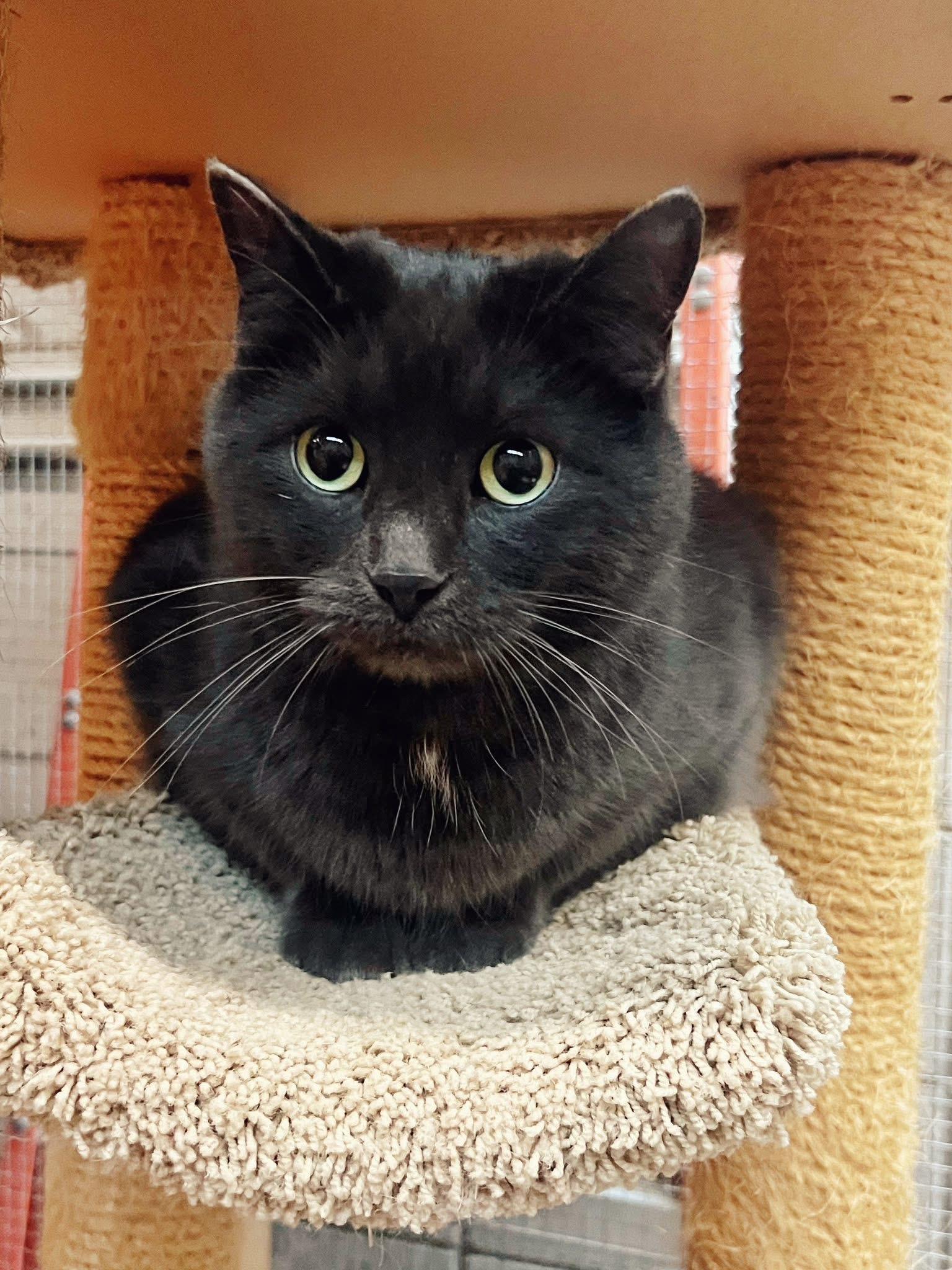 Enlarge Jerry, a Adoptable Domestic Short Hair in Peace River, AB image 1/1