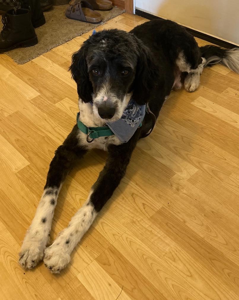 Dan, ADOPTABLE, Adult Male Labradoodle.