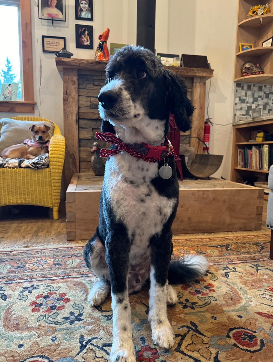 Dan, a ADOPTABLE mixed breed in CLINTON, WA image 2/2