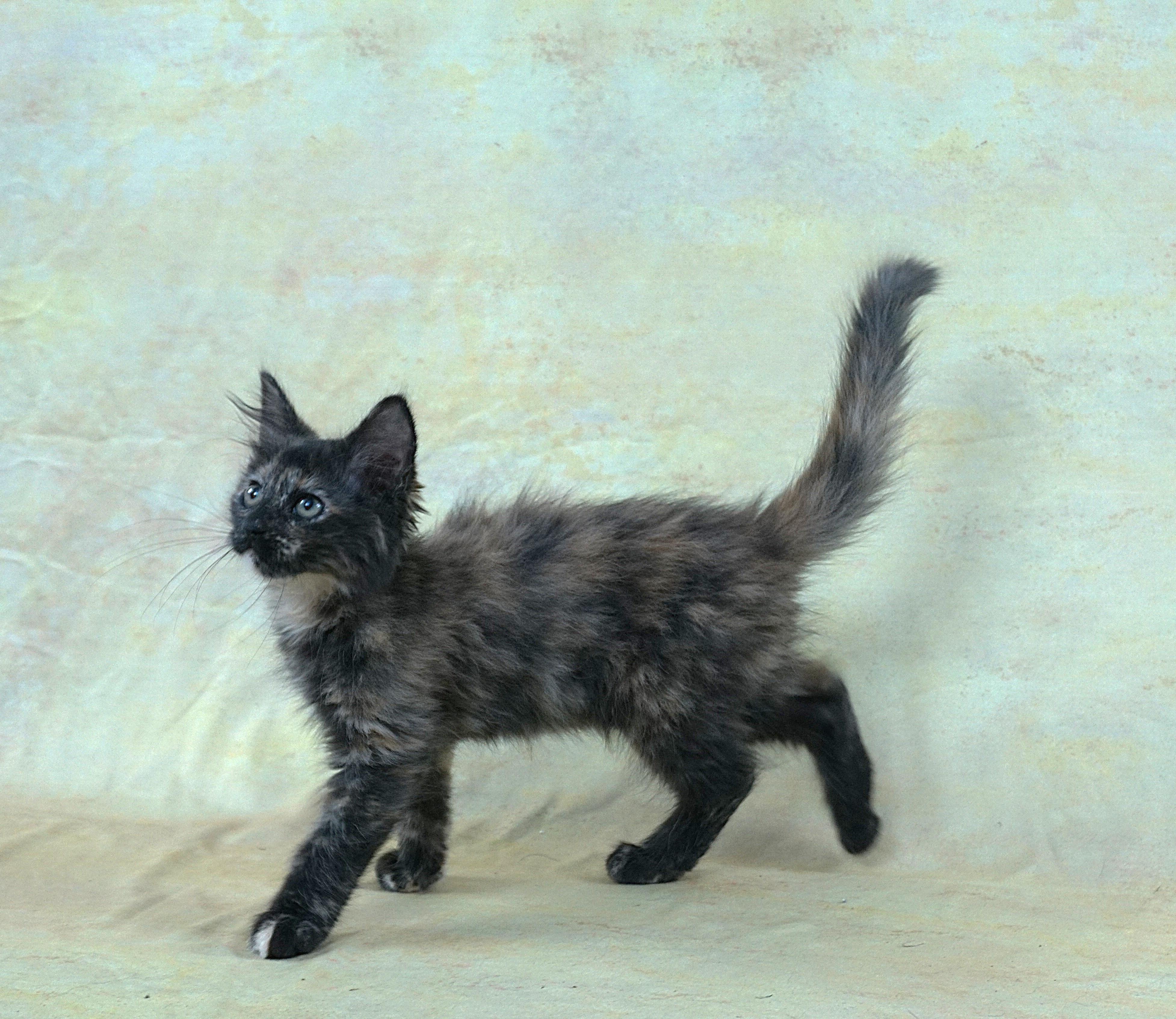 Enlarge KEHLANI - SUPER LOVING GIRL, an adopted mixed breed in Plano, TX image 4/6