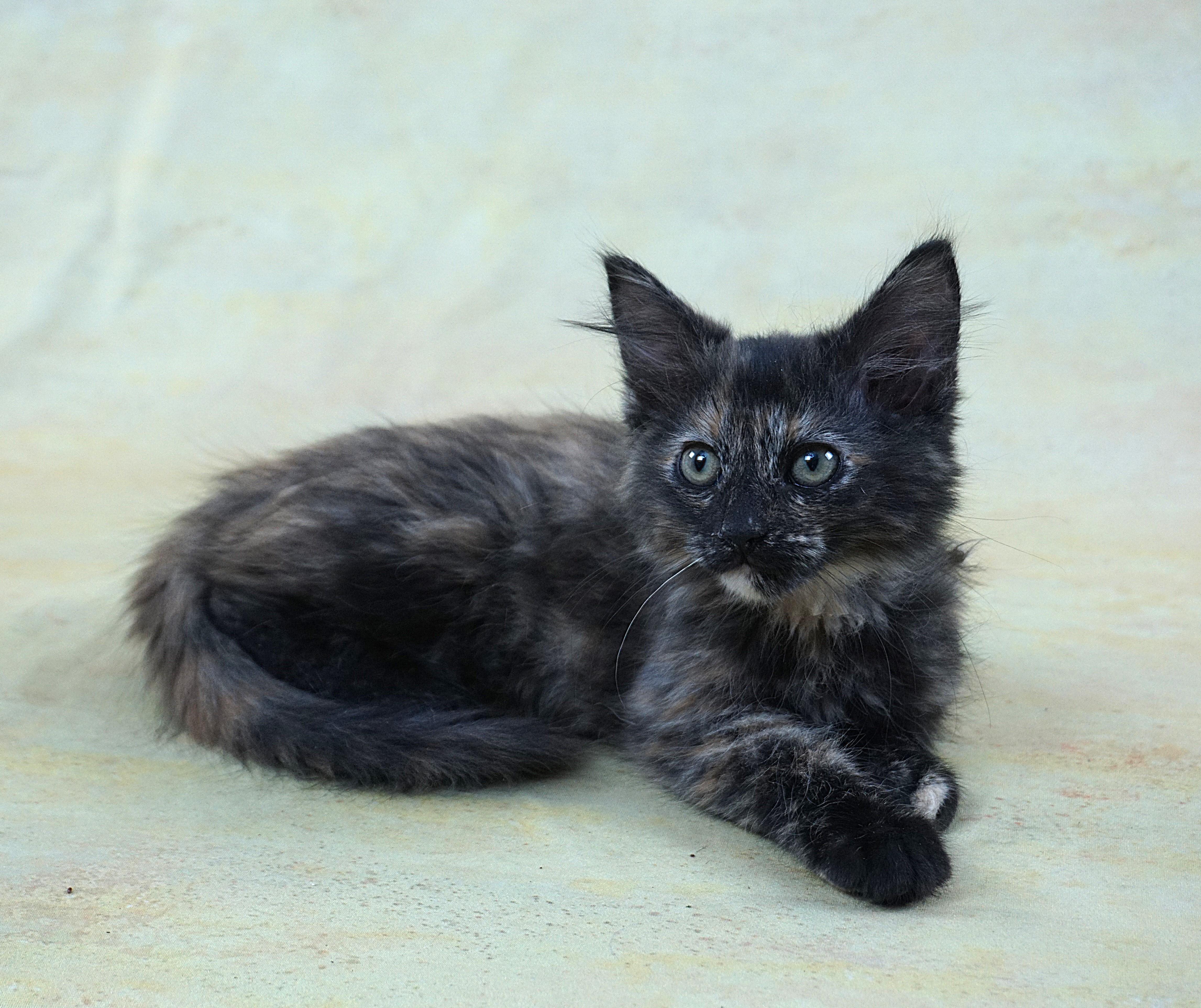 Enlarge KEHLANI - SUPER LOVING GIRL, an adopted mixed breed in Plano, TX image 5/6