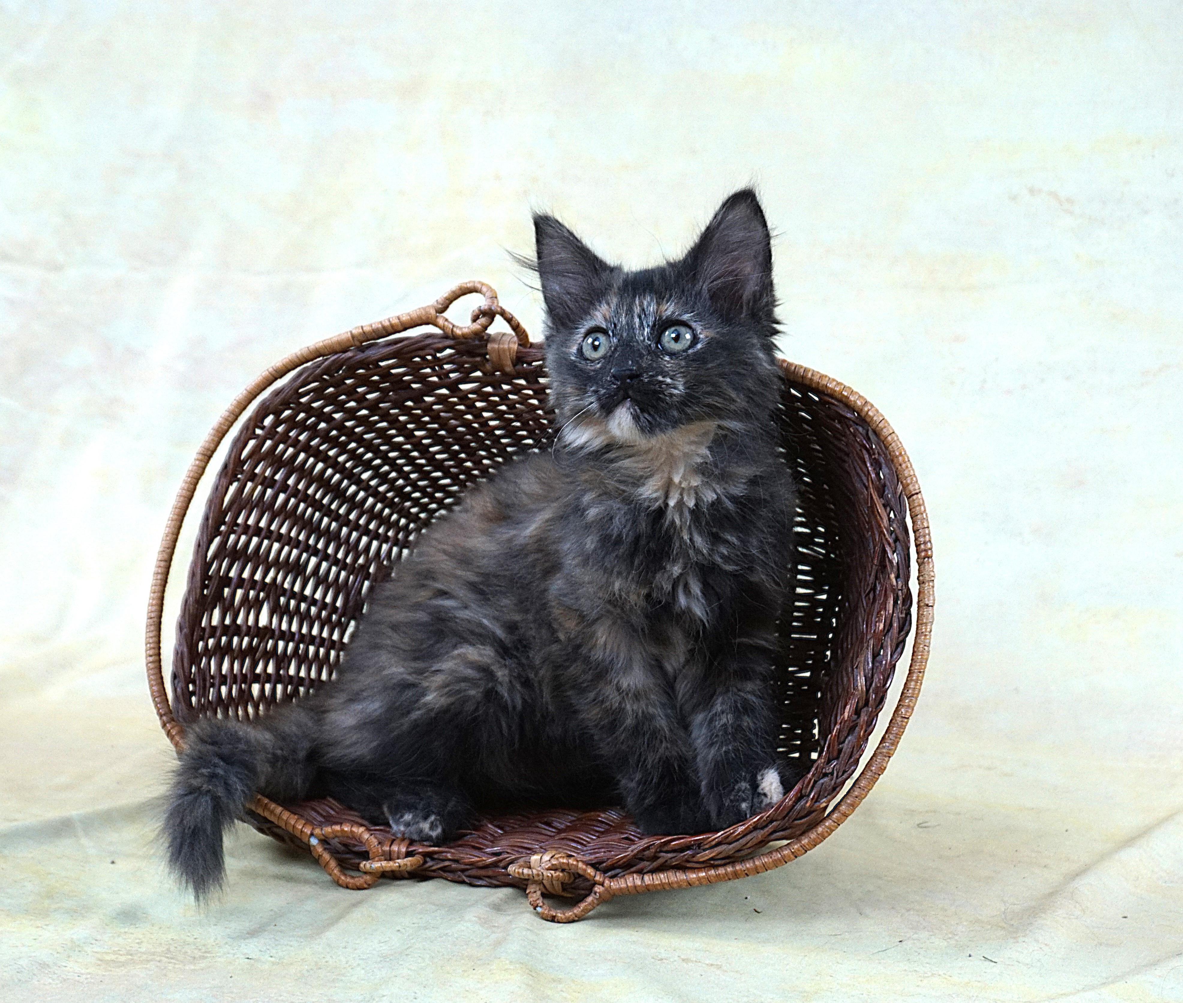 Enlarge KEHLANI - SUPER LOVING GIRL, an adopted mixed breed in Plano, TX image 3/6