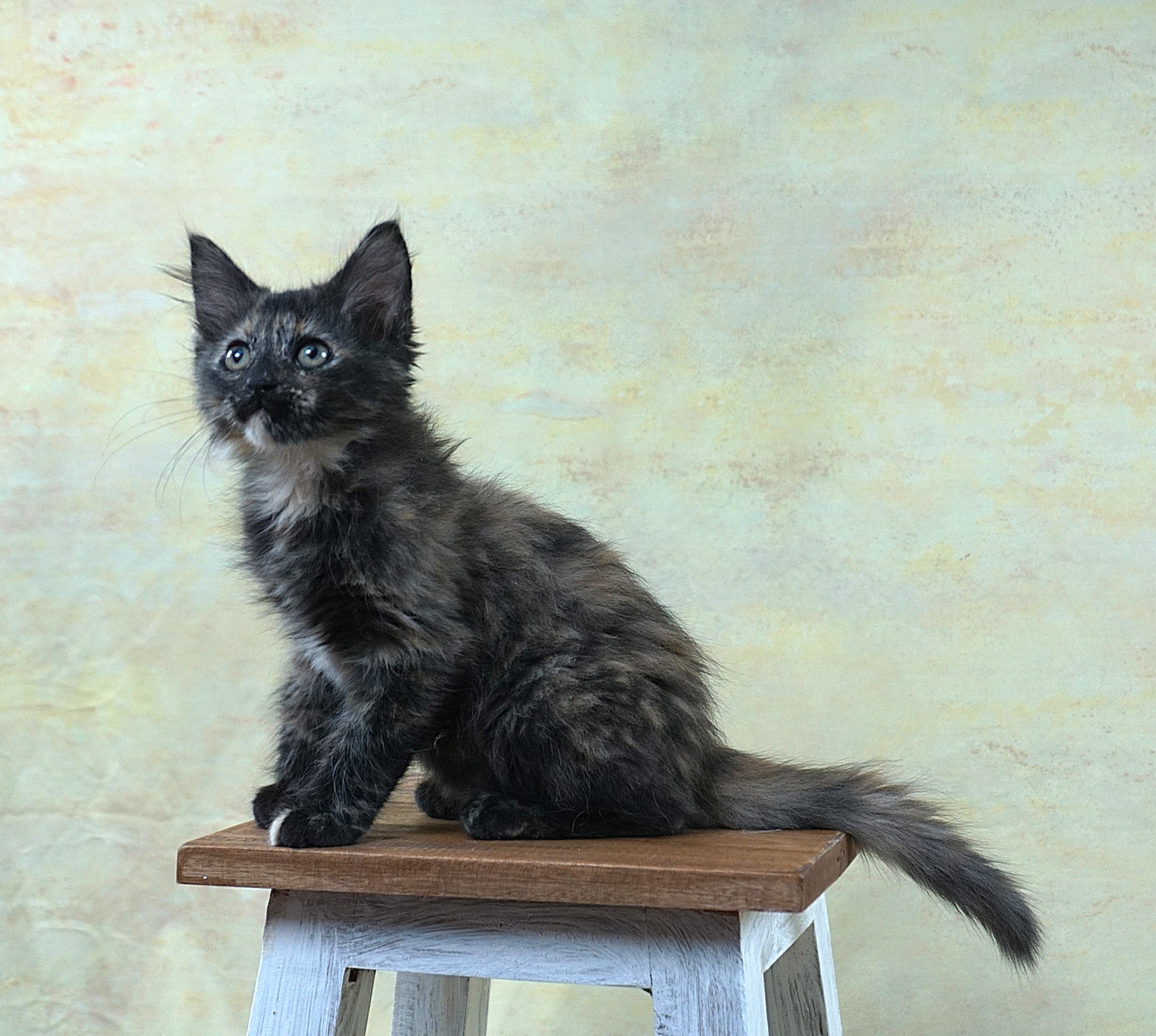 Enlarge KEHLANI - SUPER LOVING GIRL, an adopted mixed breed in Plano, TX image 1/6