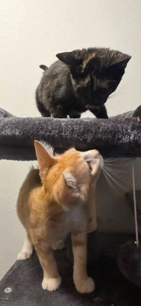 Bananas (Jack), Adoptable, Kitten Male Domestic Short Hair.