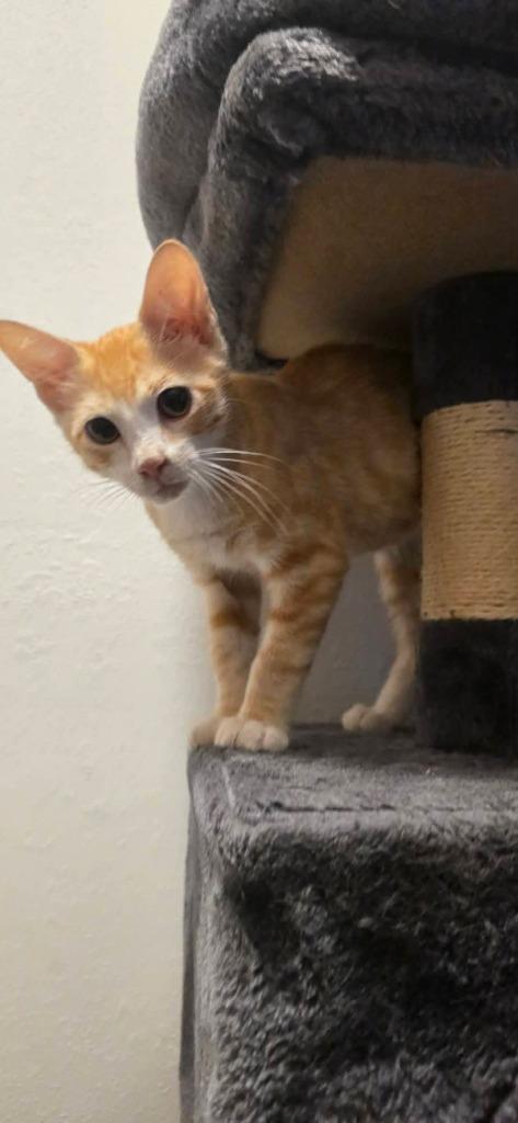 Enlarge Bananas (Jack), a Adoptable mixed breed in Miami, OK image 2/6