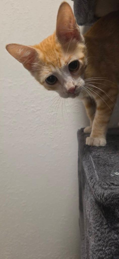 Enlarge Bananas (Jack), a Adoptable mixed breed in Miami, OK image 3/6