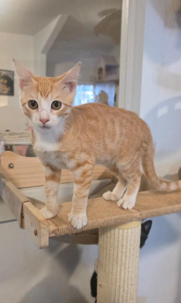 Enlarge Bananas (Jack), a Adoptable mixed breed in Miami, OK image 5/6