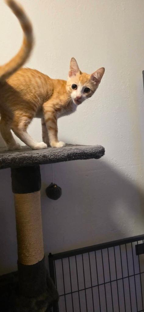 Enlarge Bananas (Jack), a Adoptable mixed breed in Miami, OK image 6/6