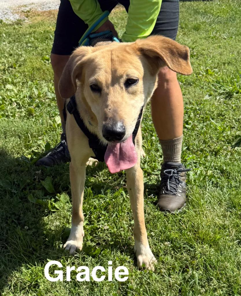 Gracie, a Adoptable German Shepherd Dog in Camden, TN image 2/2