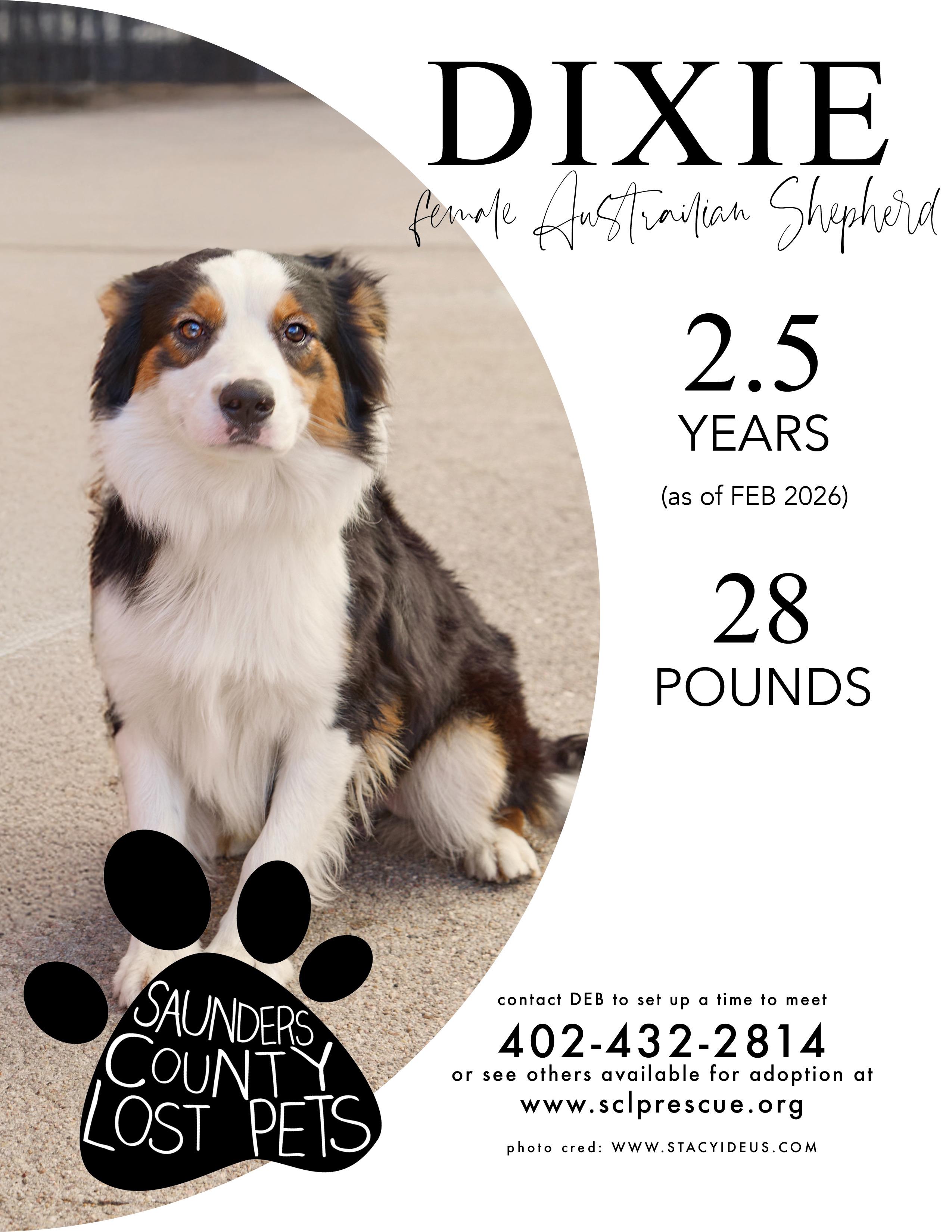 Enlarge Dixie, an adopted Australian Cattle Dog / Blue Heeler in Wahoo, NE image 1/1