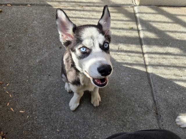 CINNAMON, Adoptable, Puppy Female Siberian Husky.