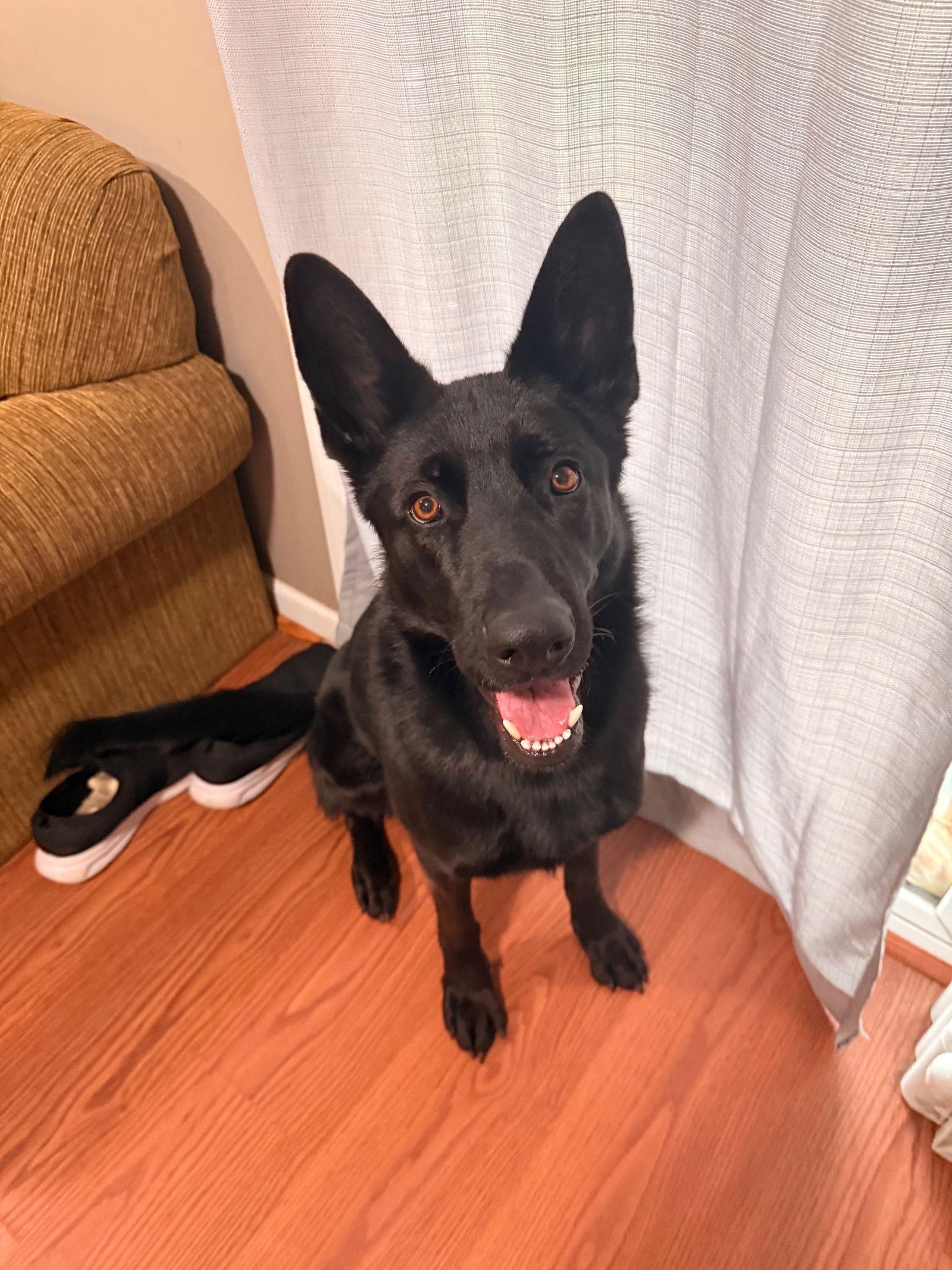 Enlarge Peanut 7275, a Adoptable German Shepherd Dog in Centreville, VA image 1/3