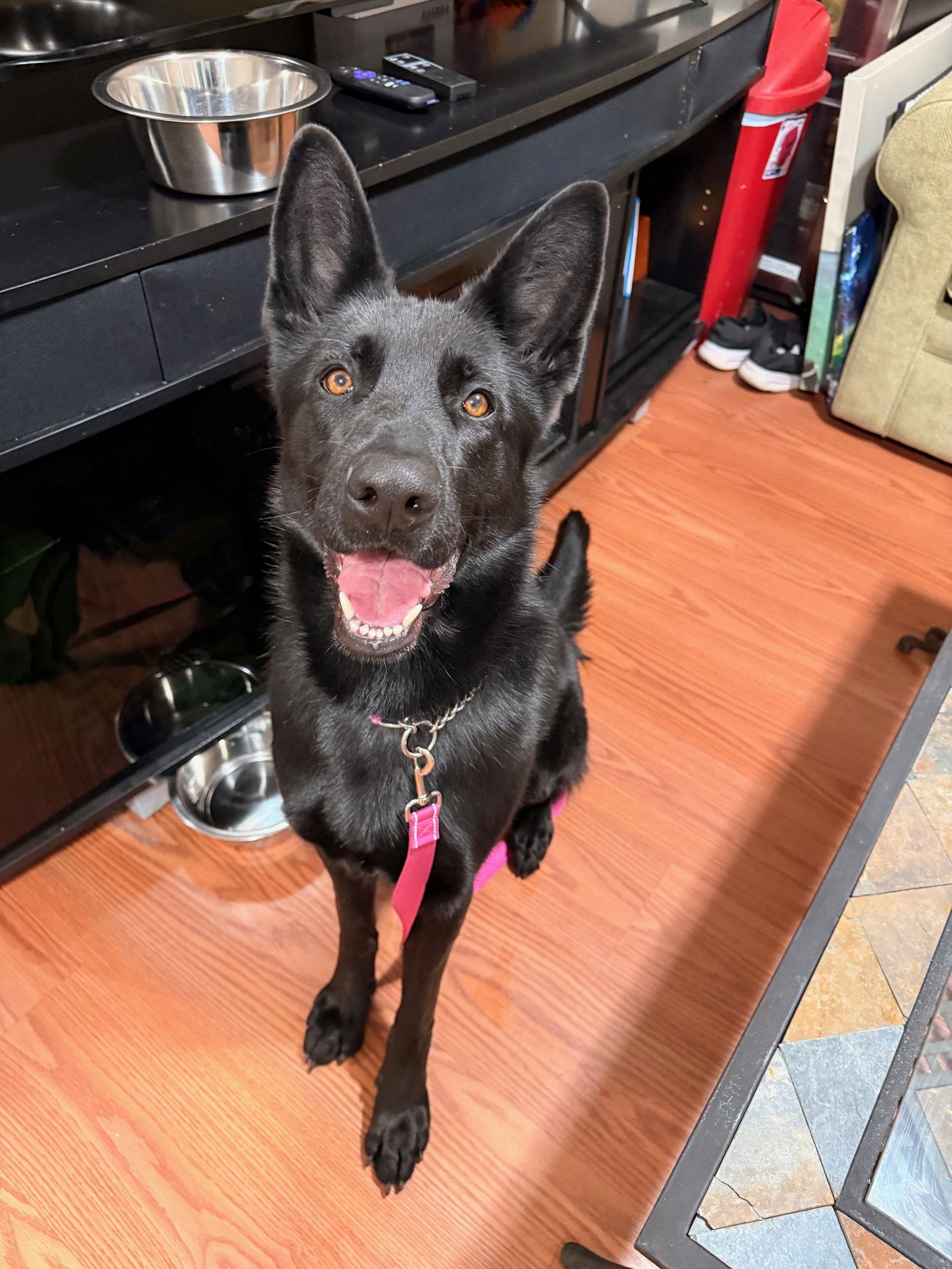 Enlarge Peanut 7275, a Adoptable German Shepherd Dog in Centreville, VA image 2/3